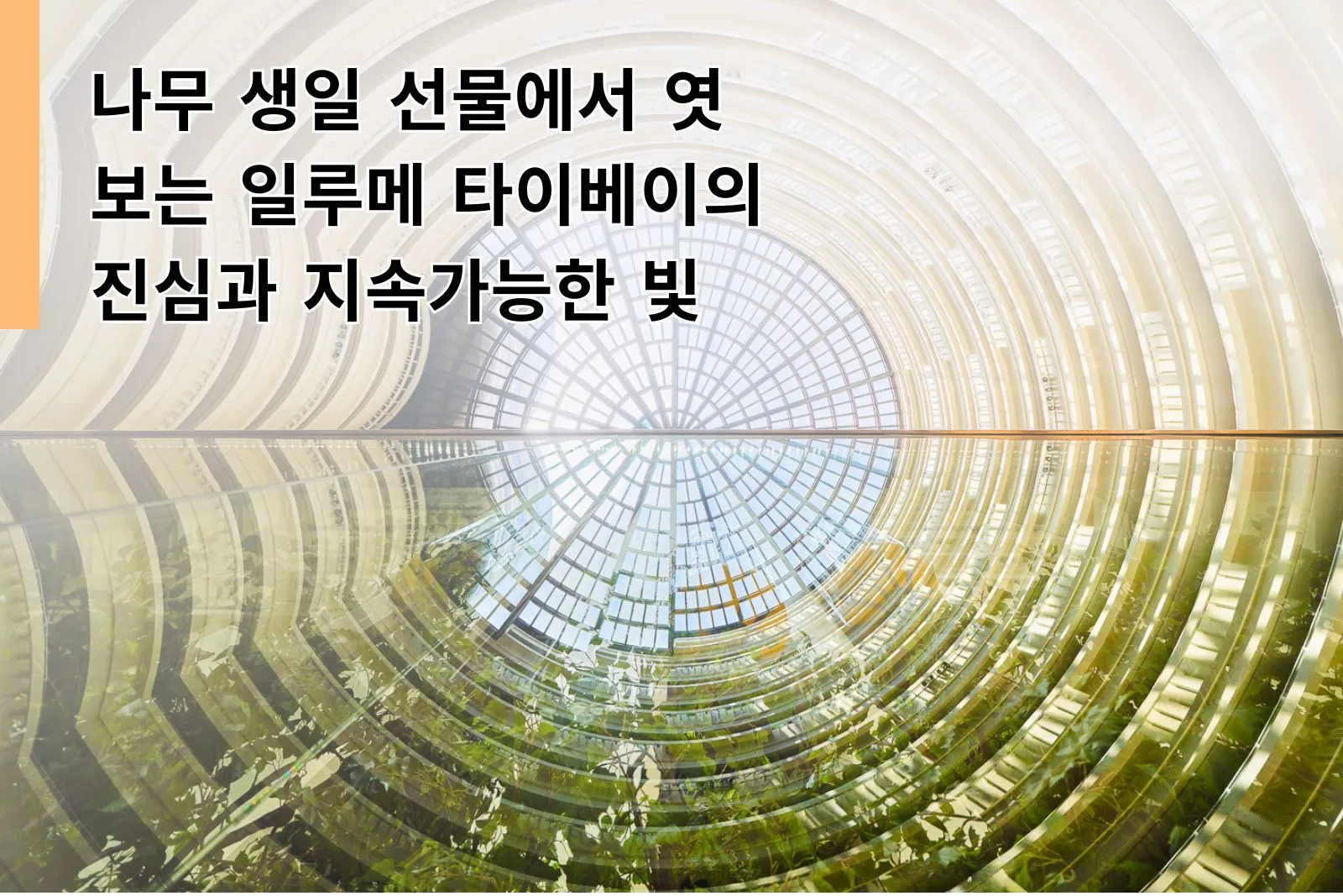 나무 생일 선물에서 엿보는 일루메 타이베이의 진심과 지속가능한 빛
